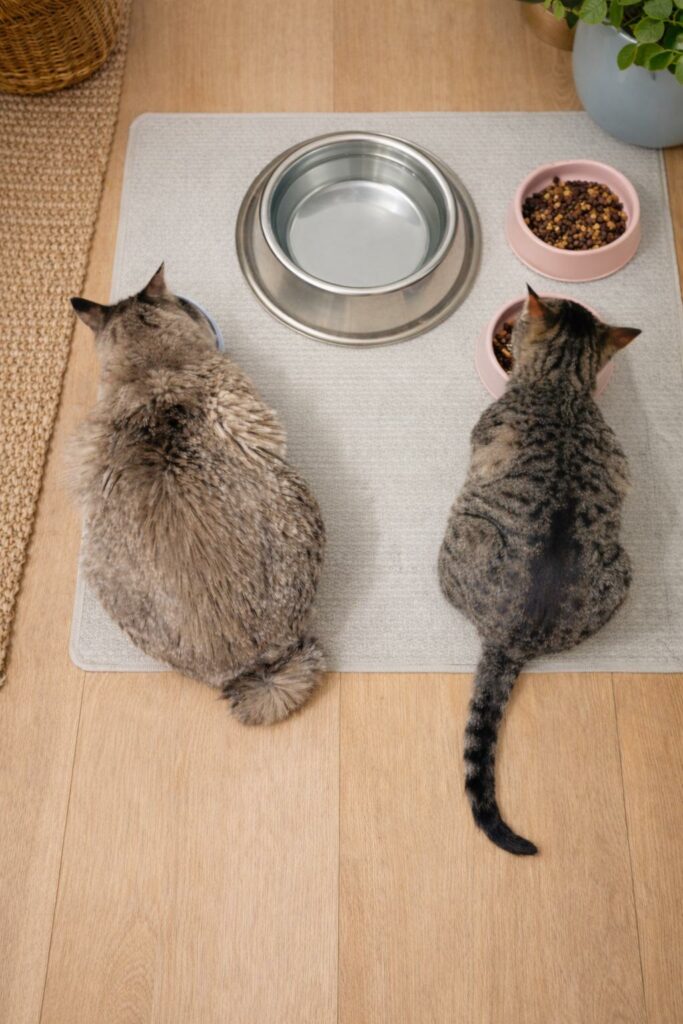 Alimentacion NUEVA v2